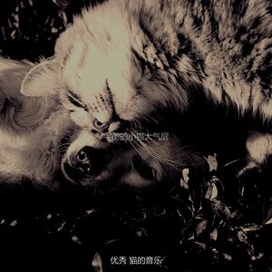 有趣放松的猫情怀