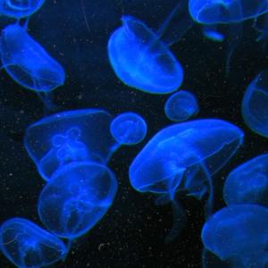 Bleu resine (feat. Cezzar)