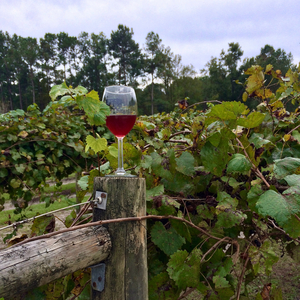 Ode To Muscadine Wine