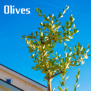 Olives