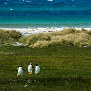 古韵疗愈静心 (优美轻音乐)