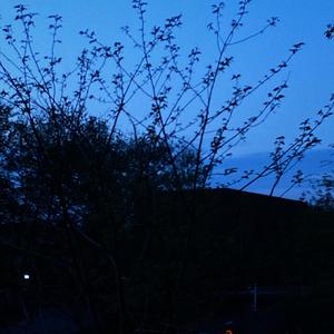 午夜威士忌midnight whiskey