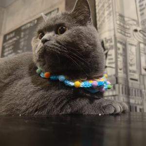 写给GFR大米的歌