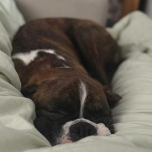 강아지와 함께 자는 밤