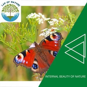 A Light in Rainforest