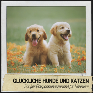 Binaurale Gabeln für Katzen