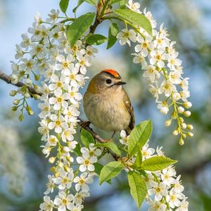 Вітер весняний співає