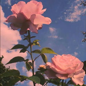 粉色系（Prod.Rainbow-T）