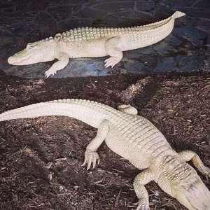 Maga-Get Me Out Of Jail（AGAM remix）