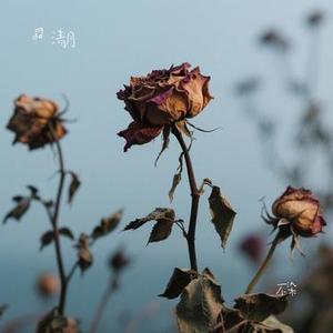 不染 (Cover 毛不易)