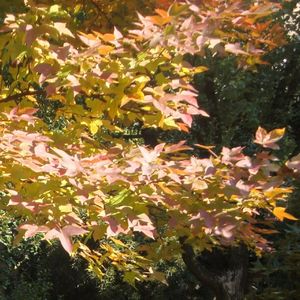 Dear LINE（demo ver.）