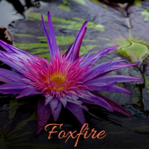 Foxfire