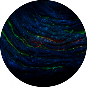 Nature (Original Mix)