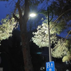 你是山楂树，我是你脚下的坟