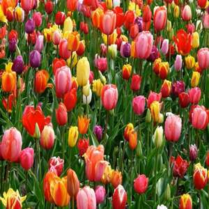 Heartattack Samantha 2