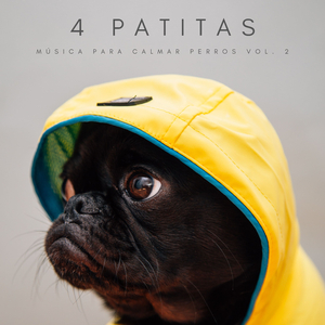 Música Para La Ansiedad De Los Gatos