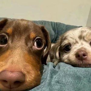 怪我这张不出众的脸