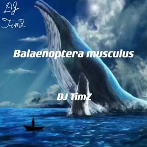 Balaenoptera musculus
