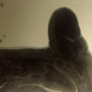 ASCII (Original Mix)