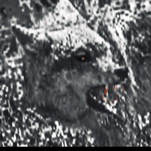 Coyote