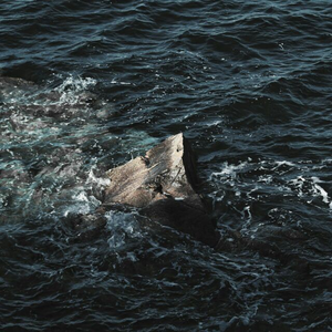 忘不掉的人像星星