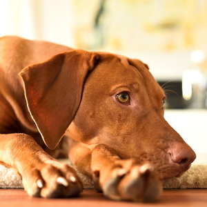 Dog Dreams Serene Escape