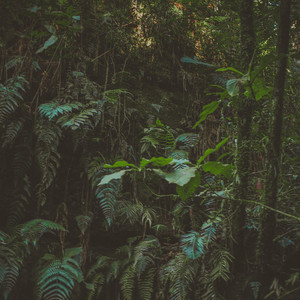 Tropic