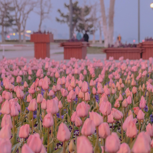 你是我的OK绷＋桜（中日双声道）.wav