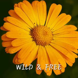 WILD & FREE