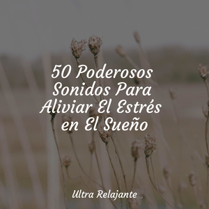 Camino De La Cola De Algodón