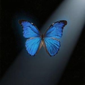 蓝蝴蝶