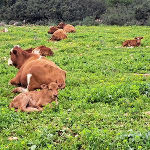 קידה שעירה עוקצת