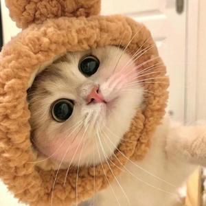 寻宝（片段版）（翻自 沈以诚）