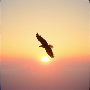 輸給追求，嫁給幸福/Lose to the Pursuit, Marry Happiness by Jane Ford (Scientartist)