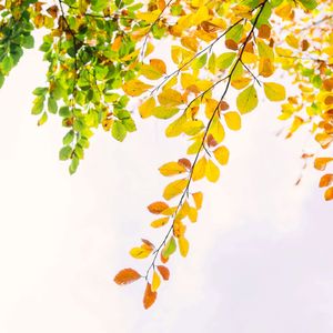 你是我最爱的秋天