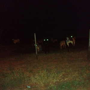 observers