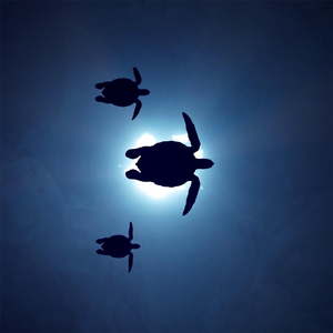 Om Sarabee: A Mantra and Prayer for Love and Peace