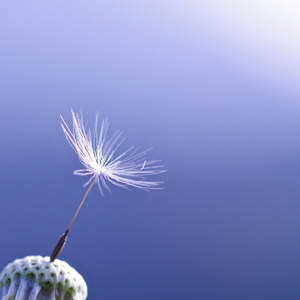 啷个里个啷（翻自 鹏泊）