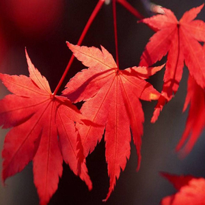 西风的话 （词 廖辅叔 曲 段伯毅）