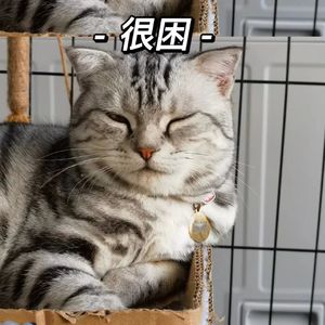 BigYear大年-不跟你好了【粤语广普版】（沉闷人 remix）