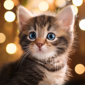 Estiramiento Lento De Acordes