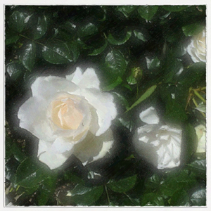 Princess of Wales Roses