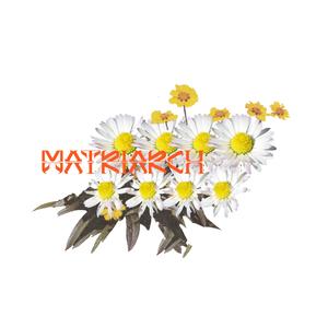 MATRIARCH