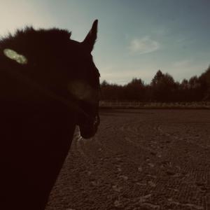 福兰泽兄弟Frenzy Broz