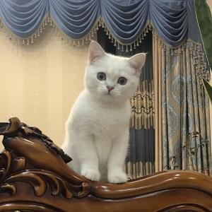 【FREE】'封尘绝念'Synth Prog 5bm