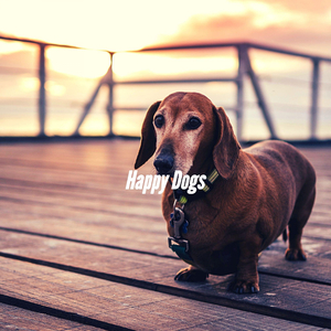 Energetic Jazz Trombone - Vibe for Doggy Walking