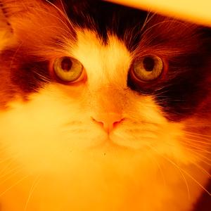 Can You Feel The Love Tonight?