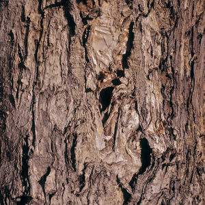 Quaggy Staircases In Rock Walls