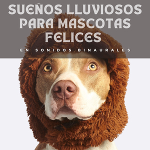 Serenata En Un Día Lluvioso Para Amigos Peludos