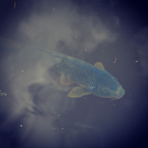 은하수를 헤엄치는 물고기